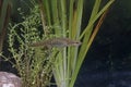 Palmate newt, Triturus helveticus