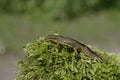 Palmate newt, Triturus helveticus