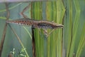 Palmate newt, Triturus helveticus Royalty Free Stock Photo