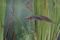 Palmate newt, Triturus helveticus Royalty Free Stock Photo