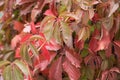Palmately compound leaves of Parthenocissus quinquefolia Royalty Free Stock Photo