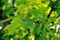 Palmately trifid leaves have long petioles and are green in color. Royalty Free Stock Photo