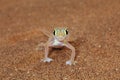 Palmato gecko lizard front view