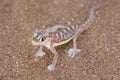 Palmato Gecko, Namib desert outside Swakopmund, Namibia