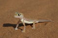 Palmatogecko Royalty Free Stock Photo