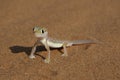 Palmatogecko