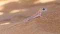 Palmatogecko (Pachydactylus rangei), also known as Web-footed Ge