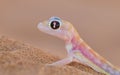 Palmatogecko (Pachydactylus rangei), also known as Web-footed Ge