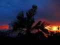 Palmboom bij zonsondergang, Palmtree at sunset; Santa Marta Mountains; Colombia Royalty Free Stock Photo