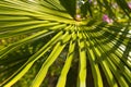 Palmboombast Royalty Free Stock Photo