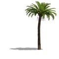 Palme tree