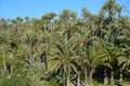 Palmeral of Elche, Spain Royalty Free Stock Photo