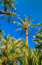 Palmeral of Elche, Spain. UNESCO heritage site Royalty Free Stock Photo