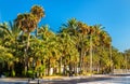 Palmeral of Elche, Spain. UNESCO heritage site Royalty Free Stock Photo