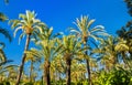 Palmeral of Elche, Spain. UNESCO heritage site Royalty Free Stock Photo