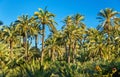 Palmeral of Elche, Spain. UNESCO heritage site Royalty Free Stock Photo