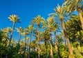 Palmeral of Elche, Spain. UNESCO heritage site Royalty Free Stock Photo