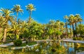 Palmeral of Elche, Spain. UNESCO heritage site Royalty Free Stock Photo