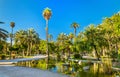 Palmeral of Elche, Spain. UNESCO heritage site Royalty Free Stock Photo