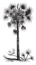 Palmetto or Cabbage Palm or Cabbage Palmetto or Palmetto Palm or Sabal Palm or Sabal palmetto vintage engraving Royalty Free Stock Photo