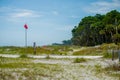 Palmetto forest on hunting island beach Royalty Free Stock Photo