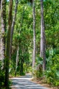 Palmetto forest on hunting island beach Royalty Free Stock Photo