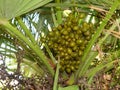 Palmetto with green berries