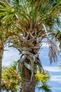 Palmetto palm trees in sub tropical climate of usa