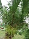 Palmetto ;Sabal palmetto Royalty Free Stock Photo