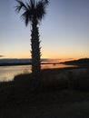 Palmetto Sunset Royalty Free Stock Photo