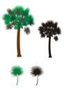 Palmetto tree illustration