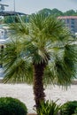 Palmetto tree set against a Carolina blue sky. Royalty Free Stock Photo