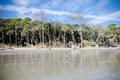 Palmetto trees on the beach and a calm Atlantic Ocean at Hunting Island State Park Royalty Free Stock Photo