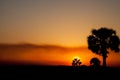 Palmetto trees and orange sunset