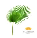 Palmetto tropical leaves, realistic leafage flora