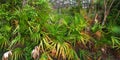 Palmetto Understory - Everglades Royalty Free Stock Photo