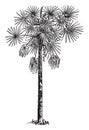 Palmetto vintage illustration