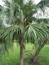 Palmetto & x28;Sabal palmetto& x29; Royalty Free Stock Photo