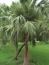 Palmetto & x28;Sabal palmetto& x29; Royalty Free Stock Photo