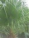 Palmetto & x28;Sabal palmetto& x29;