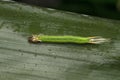 Palmfly butterfly catepillar or Elymnias hypermnestra