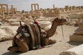 Palmira, Syria. Camel