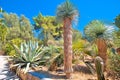 Palmizana on Pakleni Otoci islands mediterranean botanical garden view