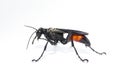 Palmodes dimidiatus Ã¢â¬â the Florida Hunting Wasp isolated on white background. thread-waisted wasps loosely called digger wasps Royalty Free Stock Photo