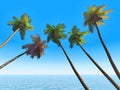 Palms Royalty Free Stock Photo