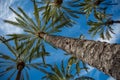 Palms against the blue sky