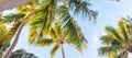 Palms against blue sky Royalty Free Stock Photo