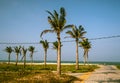 Palms against blue sky Royalty Free Stock Photo