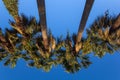 palms against the blue sky Royalty Free Stock Photo