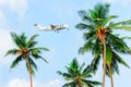 Palms against a blue sky, plane flies over palm trees. Royalty Free Stock Photo